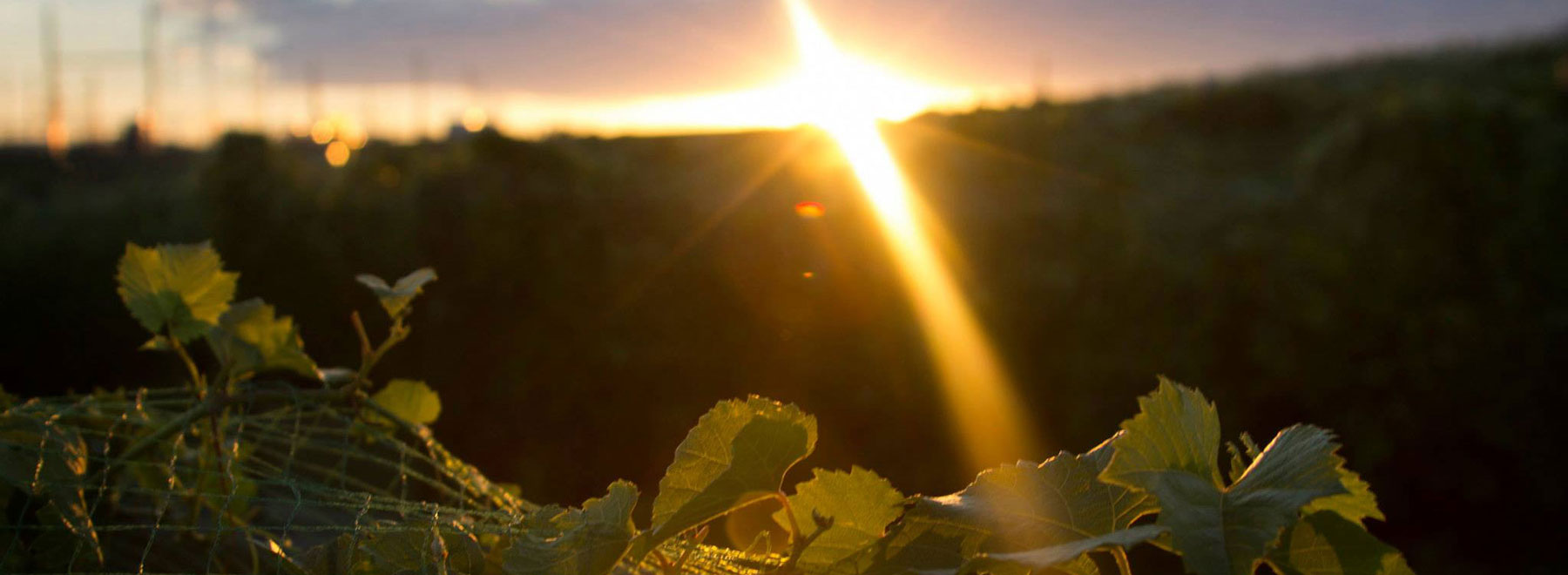 The sun setting low over the vine rows at Old Folsom Vineyard