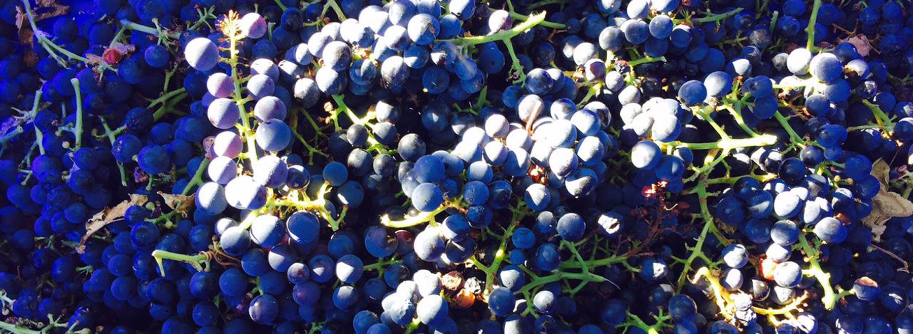 Dark red-wine grapes heaped at harvest