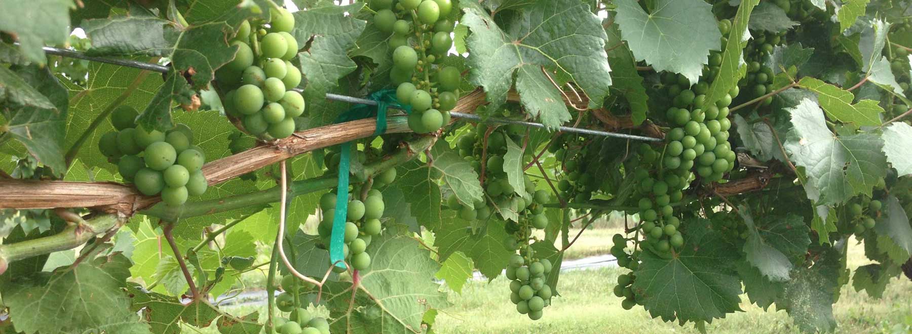 Green grape clusters hanging along the trellis wire