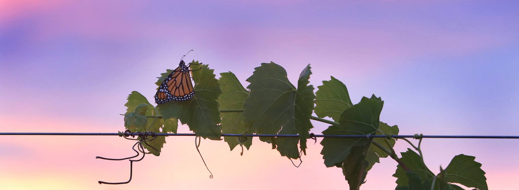 A monarch butterfly on a grapevine against a pink evening sky