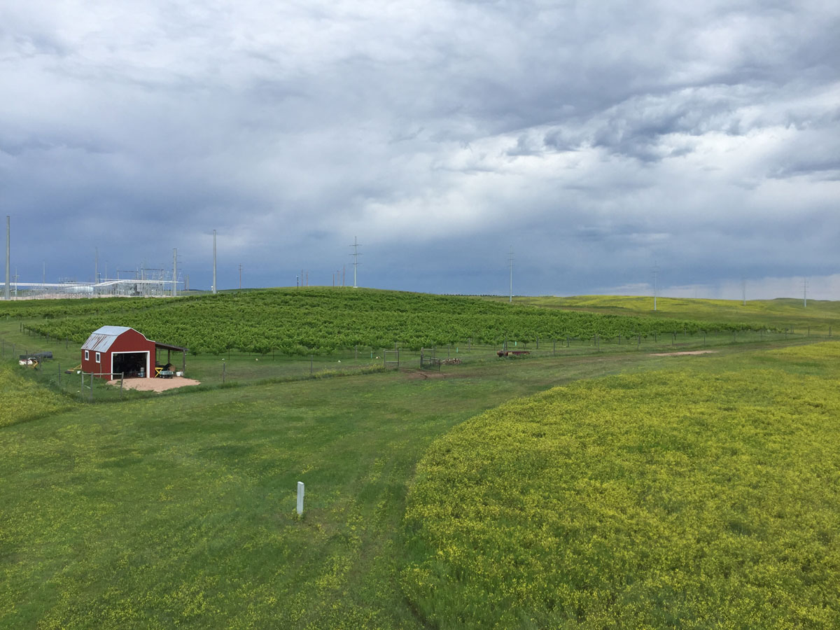 Aerial view of the vineyard rows on the rolling prairie southeast of Rapid City