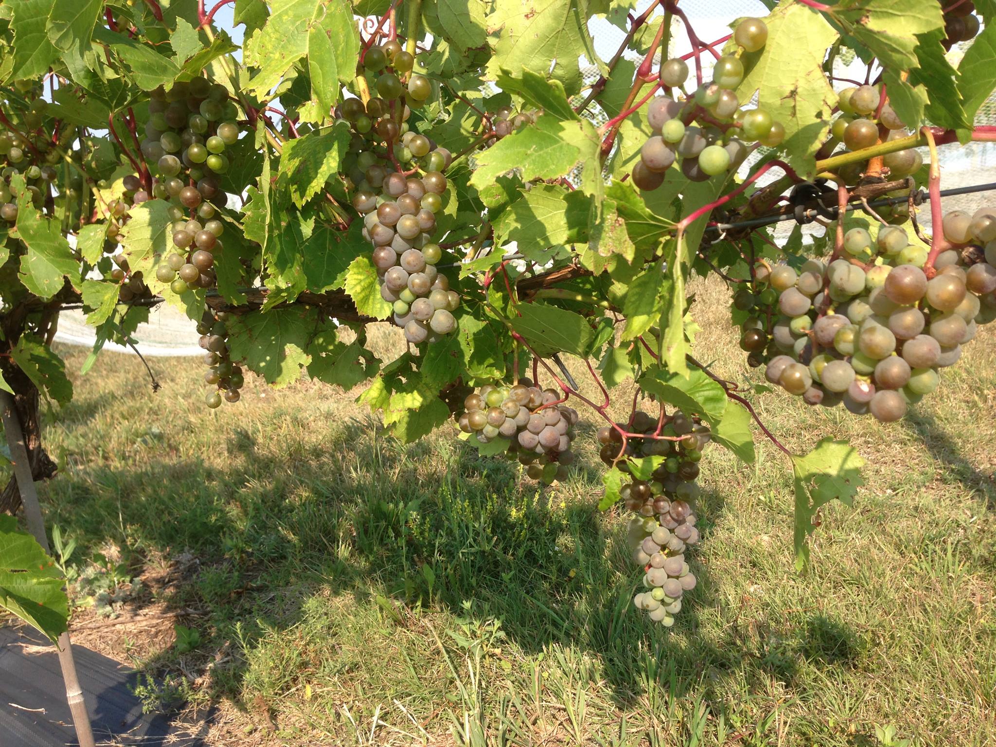 Clusters of grey-pink Frontenac Gris grapes on the vine in August