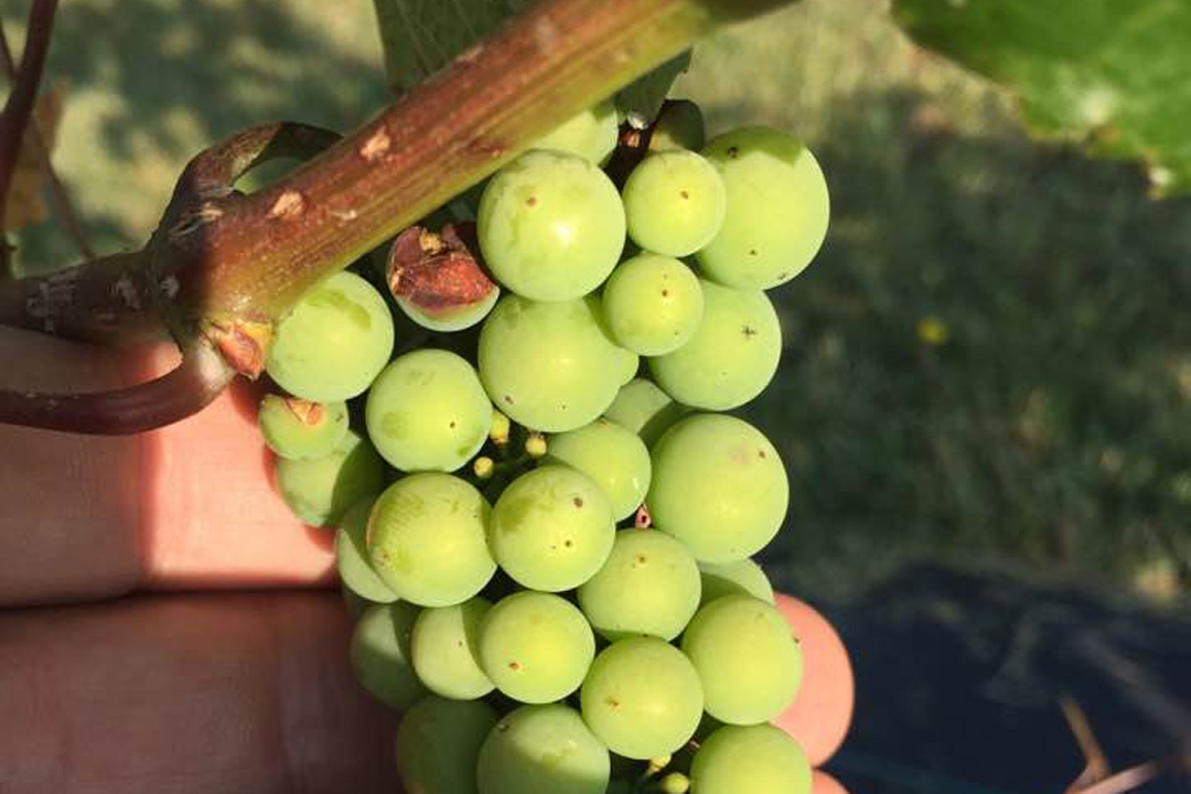 A hand holding a cluster of young green Petite Pearl grapes